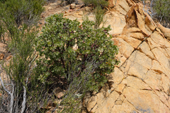 Arctostaphylos pilosula