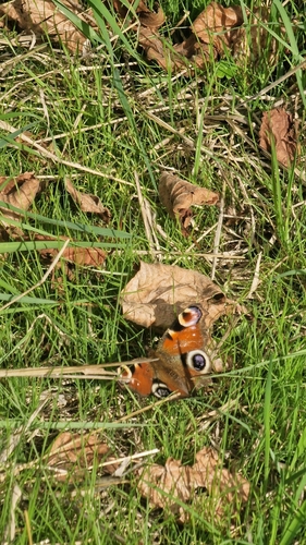 European Peacock Butterfly