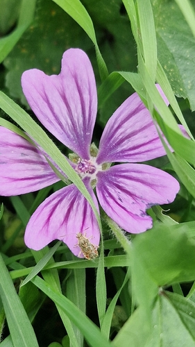 Common Mallow