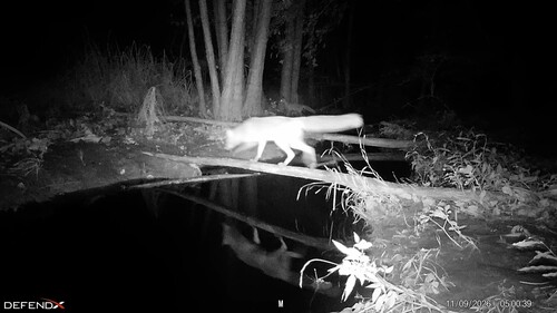 European Red Fox