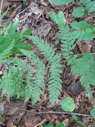 Dryopteris goeringiana observed 2026-08-12