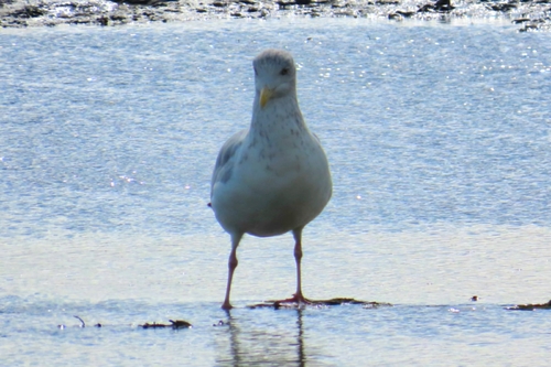 European Herring Gull