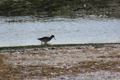 Common Redshank