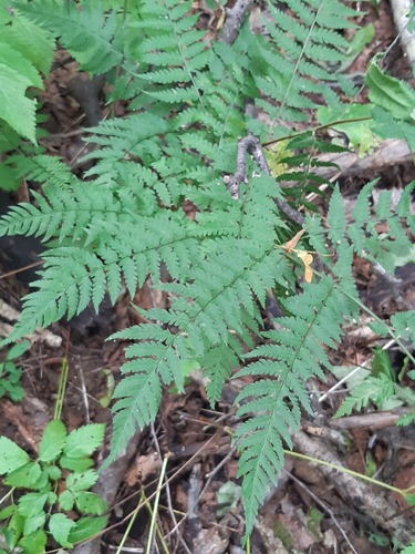 Dryopteris goeringiana observed 2026-08-12
