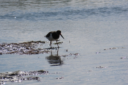 Eurasian Oystercatcher