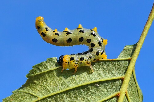 Hazel Sawfly