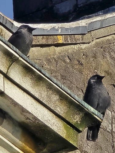 Eurasian Jackdaw