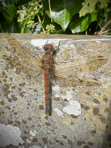 Common Darter