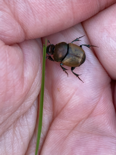 metallic horned dung beetle