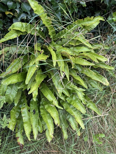 Hart's-tongue fern