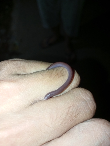 Brahminy Blindsnake