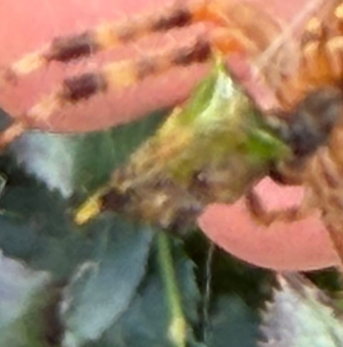 Buffalo Treehopper