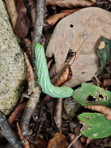 Rhagastis dichroae