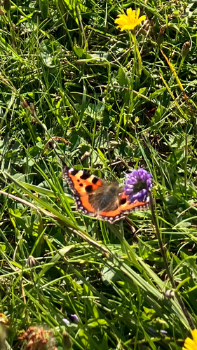 Small Tortoiseshell