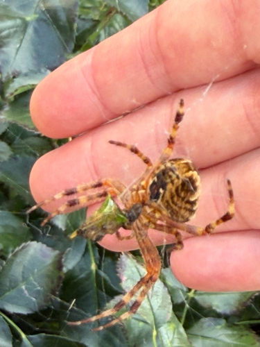 Cross Orbweaver