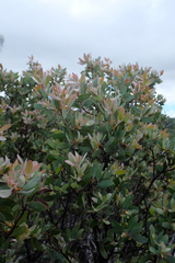 Arctostaphylos pilosula