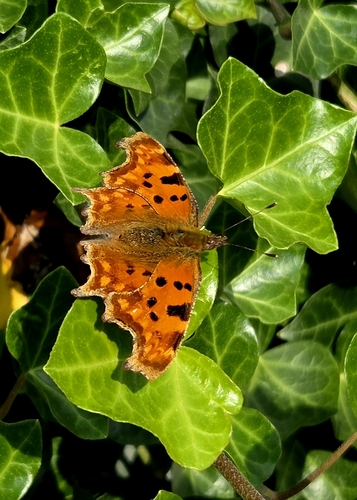 European Comma