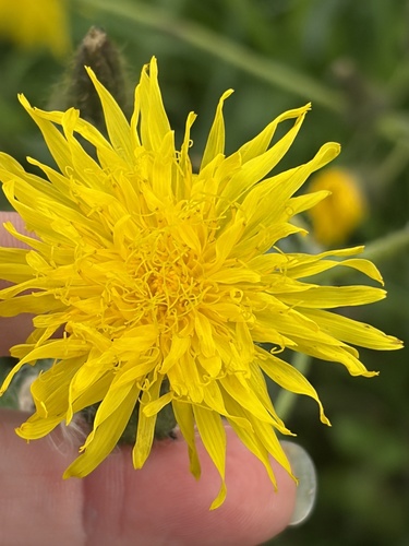 Perennial Sow Thistle