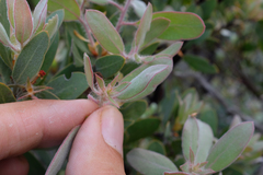 Arctostaphylos pilosula