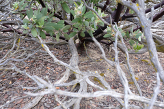 Arctostaphylos pilosula
