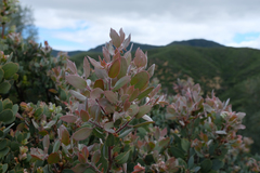 Arctostaphylos pilosula