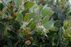 Arctostaphylos pilosula