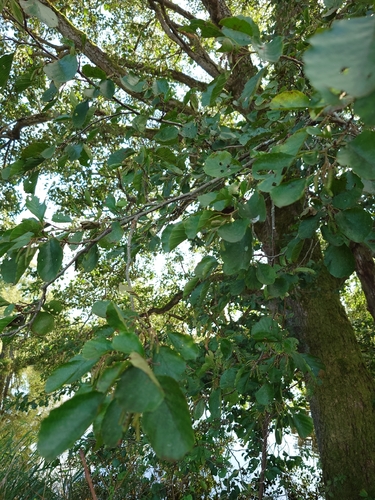 common alder