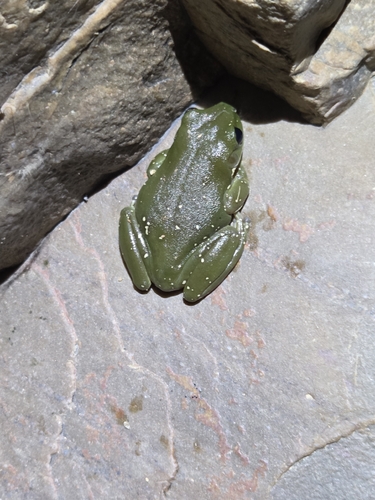 Centralian Tree Frog