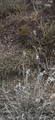 Wilson's Warbler