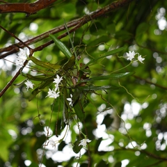 Thrixspermum pulchellum