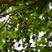 Thrixspermum pulchellum - Photo (c) Pradeep Hewage, μερικά δικαιώματα διατηρούνται (CC BY-NC), uploaded by Pradeep Hewage