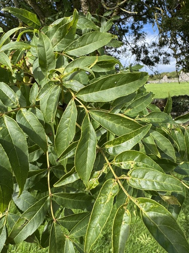 European ash