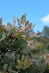 Arctostaphylos pilosula