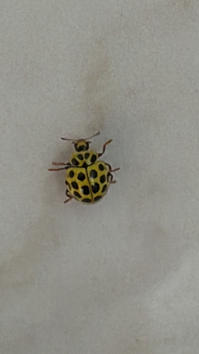 22-spot Ladybird