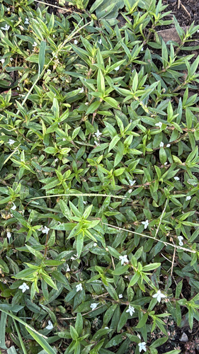 buttonweed