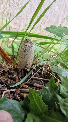 Shaggy Mane