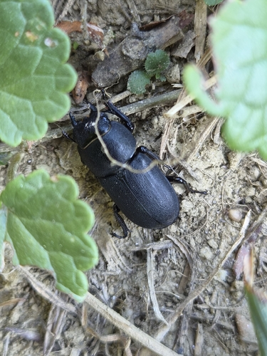 Lesser Stag Beetle