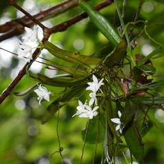 Thrixspermum pulchellum