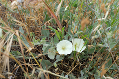 Calystegia malacophylla pedicellata