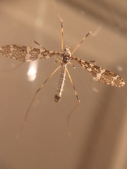 Epiphragma