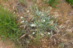Calystegia malacophylla pedicellata
