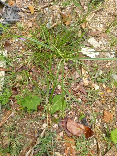 Poorland Flatsedge