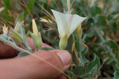 Calystegia malacophylla pedicellata