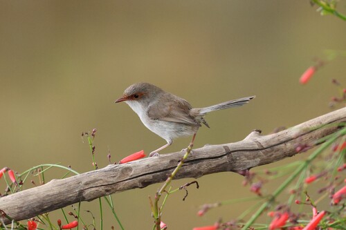 Superb Fairywren