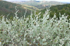 Malacothamnus niveus