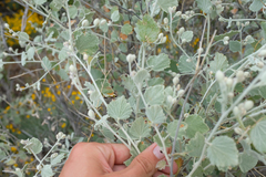 Malacothamnus niveus