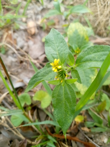 Nodeweed