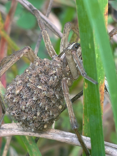 Rabid Wolf Spider