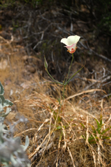Calochortus simulans