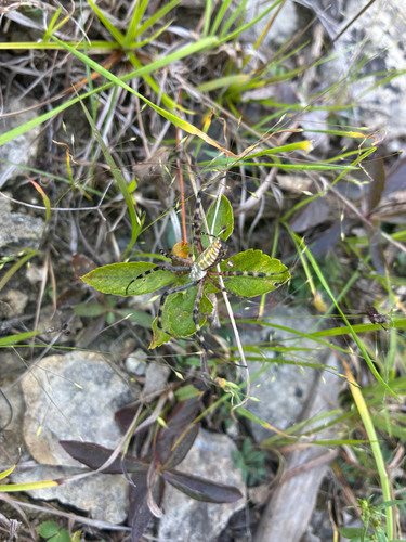 Banded Garden Spider